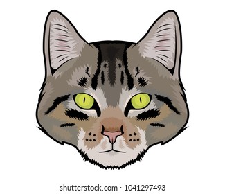 Cat vector illustration 