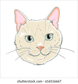 cat  - vector, illustration