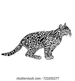 cat Vector illustration.