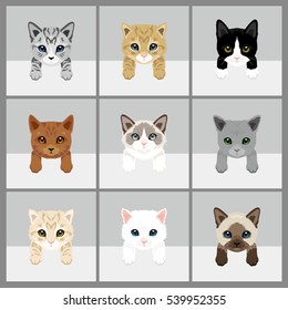 Cat Vector Illustration. 9 set