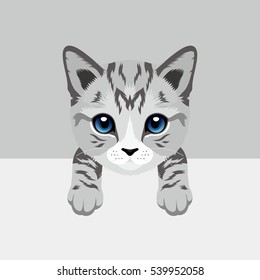 Cat Vector Illustration. American Short hair Kitty