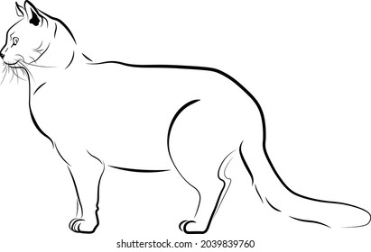 cat vector illustration black ink
