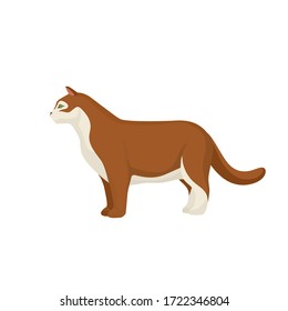 Cat vector illustration. Farm animals collection. Pets.