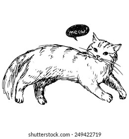 Cat, vector illustration, hand-drawn cute fluffy cat.