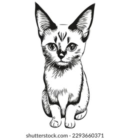 Dibujo de línea de ilustración de vector de gato kitten blanco y negro
