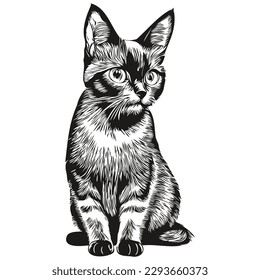 Cat vector illustration line art drawing black and white kitten
