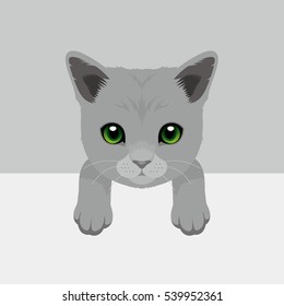 Cat Vector Illustration. Russian bleu kitty