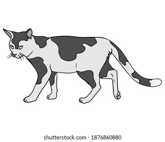 cat vector illustration,isolated on white background,animals top view