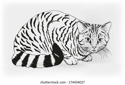 cat. vector sketch