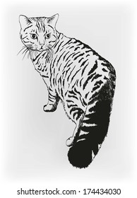 cat. vector sketch