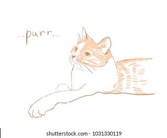 cat vector sketch illustration