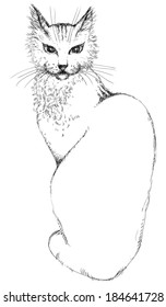 Cat. Vector of young beautiful cat at engraved style
