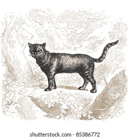 Cat - ilustración vintage - "Histoire naturelle" de Buffon y Lacépède publicado en Francia en 1881