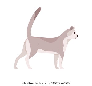 Cat walking. Beautiful slim kitty. Feline animal standing with tail raised up. Side view of friendly pet looking forward. Colored flat vector illustration isolated on white background