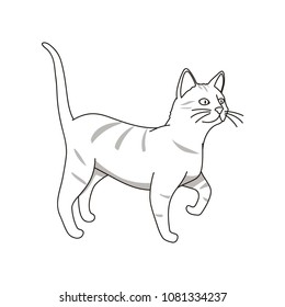 Cat walking upright. Vector illustration