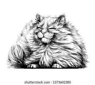 

Cat. Wall sticker. Black and white, graphic, artistic drawing of a cute fluffy cat is pretty squinting in the sun.