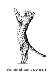 
Cat. Wall sticker. Graphic, black and white hand-drawn sketch depicting  cat is standing on its hind legs, leaning on the wall and looking up.