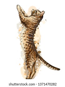 
Cat. Wall sticker. Graphic, color hand-drawn sketch with splashes of watercolor depicting  cat is standing on its hind legs, leaning on the wall and looking up.