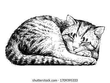  Cat. Wall sticker. Sketch, artistic, realistic portrait of a cute sleeping cat on a white background.