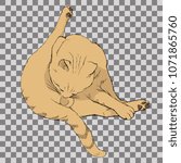 Cat washing itself. Personal hygiene. Red cat on transparent background. Stock vector illustration.