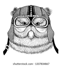 Cat wearing motorcycle, aero helmet. Biker illustration for t-shirt, posters, prints.