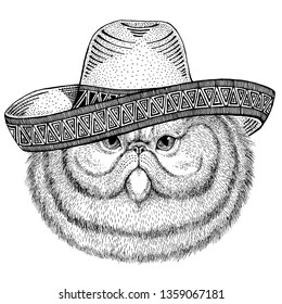 Cat wearing traditional mexican hat. Classic headdress, fiesta, party.