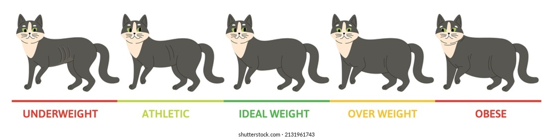 Cat weight stages concept with underweight symbols flat vector illustration