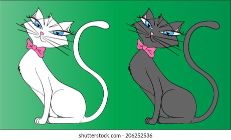 cat white and black