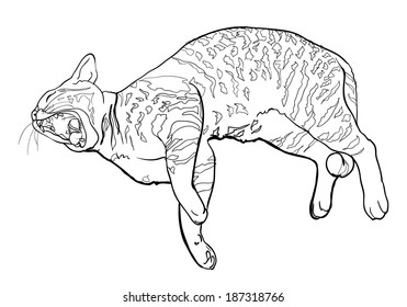 A Drawing Of A Cat Laying Down - canvas-road