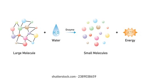 Catabolic Reactions (Anabolism) Scientific Design. Vector Illustration.