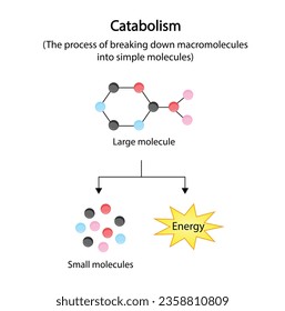 Catabolism is process of breaking down complex macromolecules into small molecules. ATP energy. Vector design