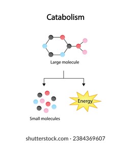 Catabolism is process of breaking down complex macromolecules into small molecules. ATP energy. Vector design