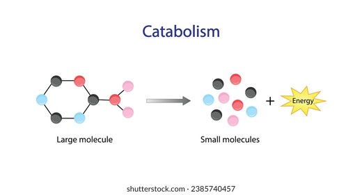 El catabolismo es un proceso de descomposición de macromoléculas complejas en pequeñas moléculas. Energía ATP. Diseño de vectores