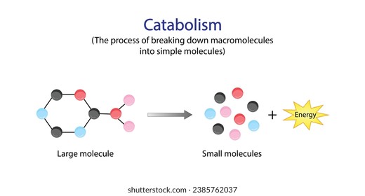 Catabolism is process of breaking down complex macromolecules into small molecules. ATP energy. Vector design.