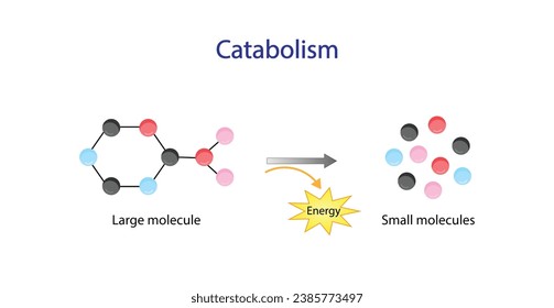 Catabolism is process of breaking down complex macromolecules into small molecules. ATP energy. Vector design.