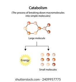 Catabolism is process of breaking down complex macromolecules into small molecules. ATP energy. Vector design.