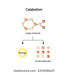 Catabolism is process of breaking down complex macromolecules into small molecules. ATP energy. Vector design.