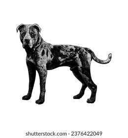 Catahoula Bulldog hand drawing vector isolated on white background.