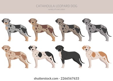 Catahoula Leopard dog clipart. All coat colors set.  Different position. All dog breeds characteristics infographic. Vector illustration
