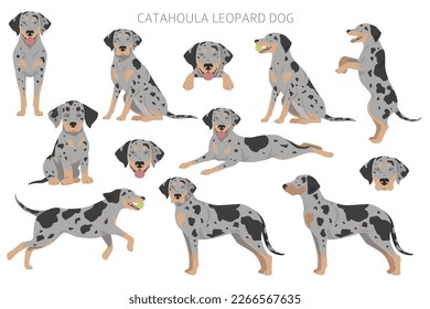 Catahoula Leopard dog clipart. All coat colors set.  Different position. All dog breeds characteristics infographic. Vector illustration