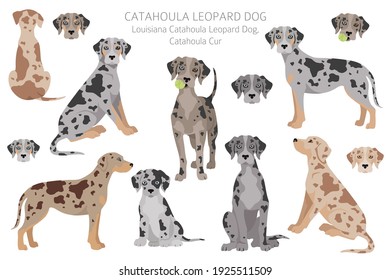 Catahoula leopard dog clipart. Different poses, coat colors set.  Vector illustration