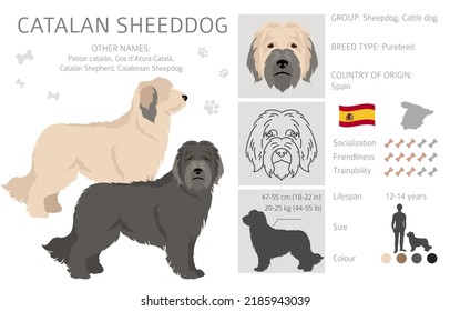 Catalan Sheepdog clipart. Different poses, coat colors set.  Vector illustration