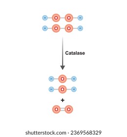 Catalase Enzyme Function Concept Design. Vector Illustration.	