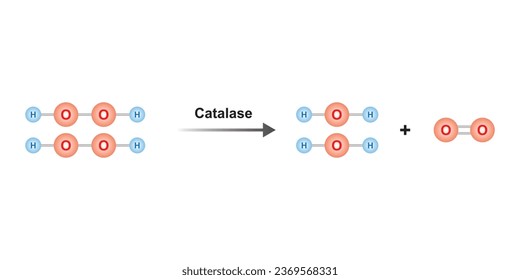 Catalase Enzyme Function Concept Design. Vector Illustration.	