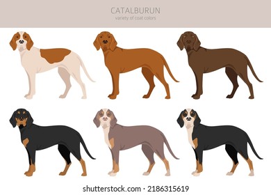Catalburun, Turkish double nose Pointer clipart. Different poses, coat colors set.  Vector illustration