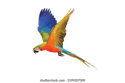 Catalina parrot isolated on white background. Vector Illustration