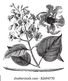 Catalpa bignonioides or cigar tree vintage engraving. Old engraved illustration of blossoms of catalpa tree. Trousset encyclopedia (1886 - 1891).