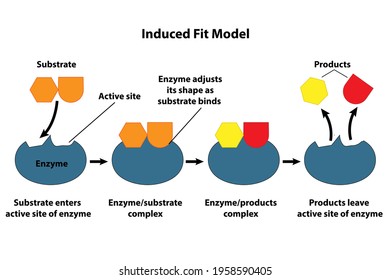 Catalysts And Enzymes Induced Fit Model. Substrate Reactants Enter Active Site Of Enzyme. Chemical Reaction Creates Products.