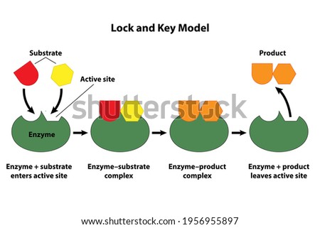 Catalysts and enzymes lock and key model. Substrate reactants enter active site of enzyme. Chemical reaction creates products.