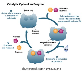 Catalytic Cycle Of An Enzyme. Active Site Is Available. Substrate Reactants Enter Active Site Of Enzyme. Chemical Reaction Creates Products.